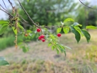 Zalaegerszeg Nyaraló