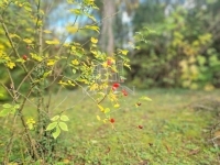 Zalavég Családi ház