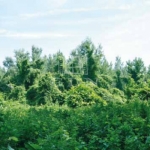 Babosdöbréte Mezőgazdasági terület